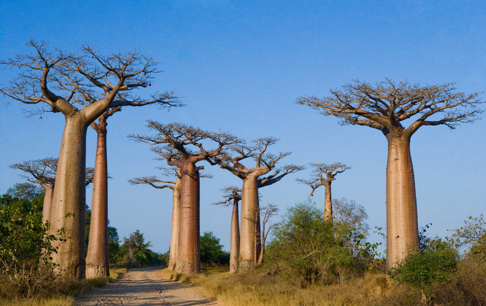De typiska "madagaskar-träden"